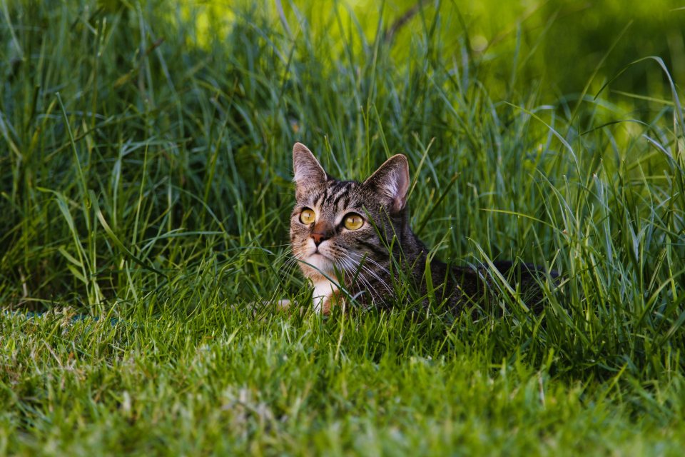 Katze Cassy