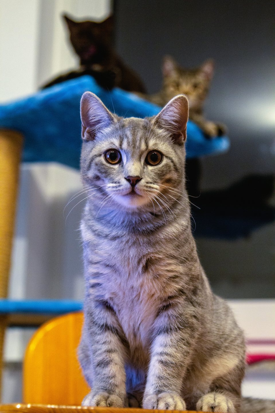 Katze Johnny